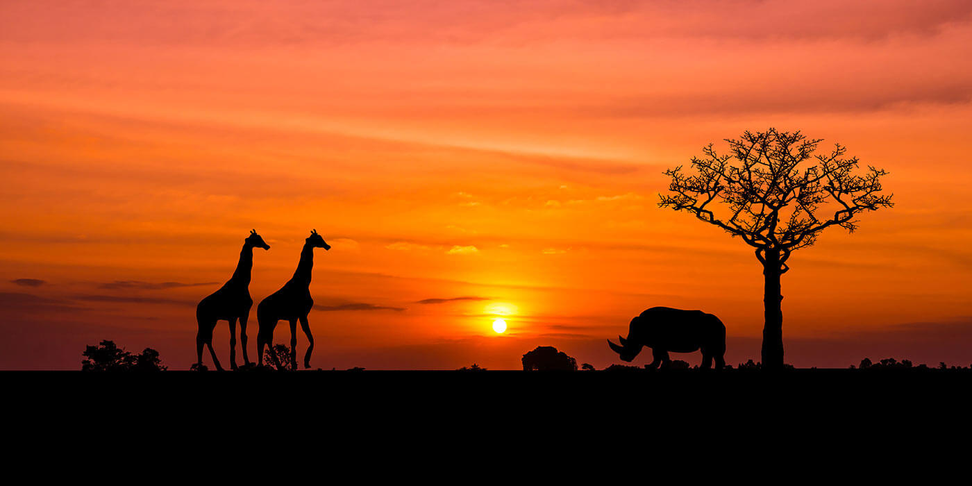 Giraffes and a rhino walking across the savannah in africa in front of a setting orange sun.
