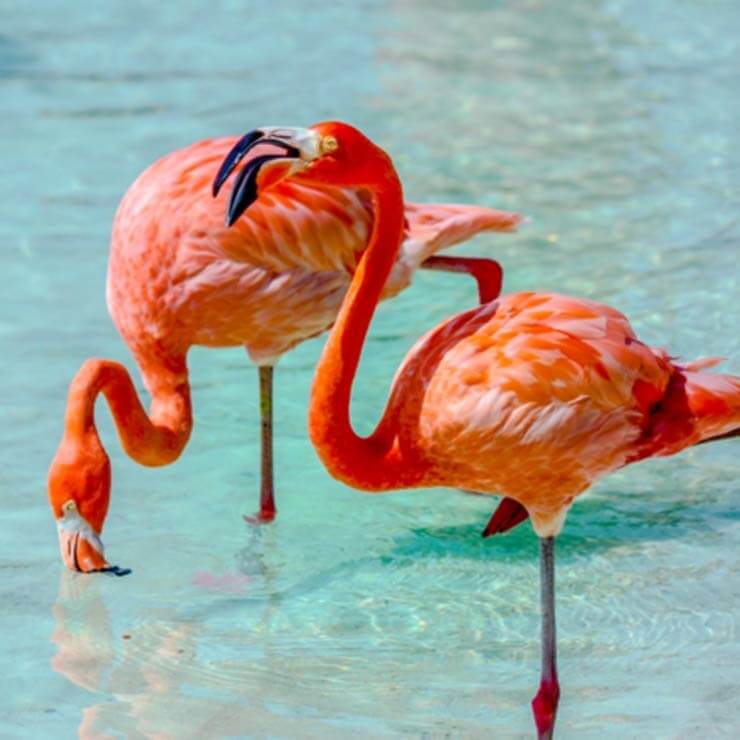 Pink flamingoes in the water in Aruba.