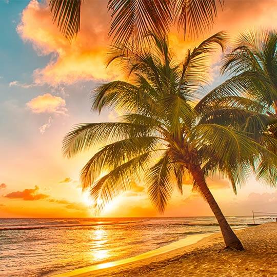 A gorgeous sunset over a beach with palm trees on the holiday destination island of Barbados in the Caribbean.