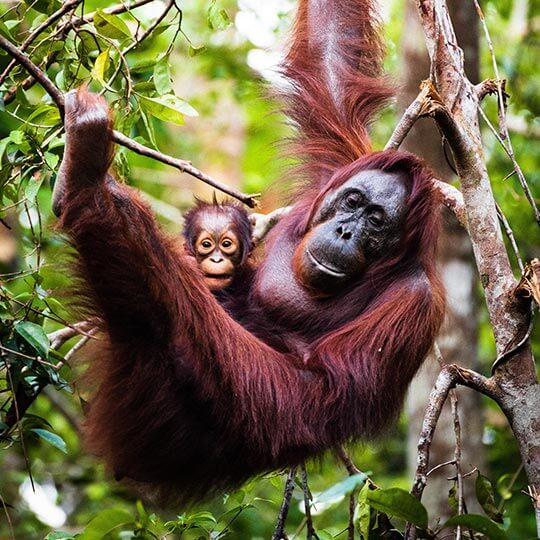 An orangutan and her baby swinging through the trees in Borneo, one of the most popular adventure holidays destinations.