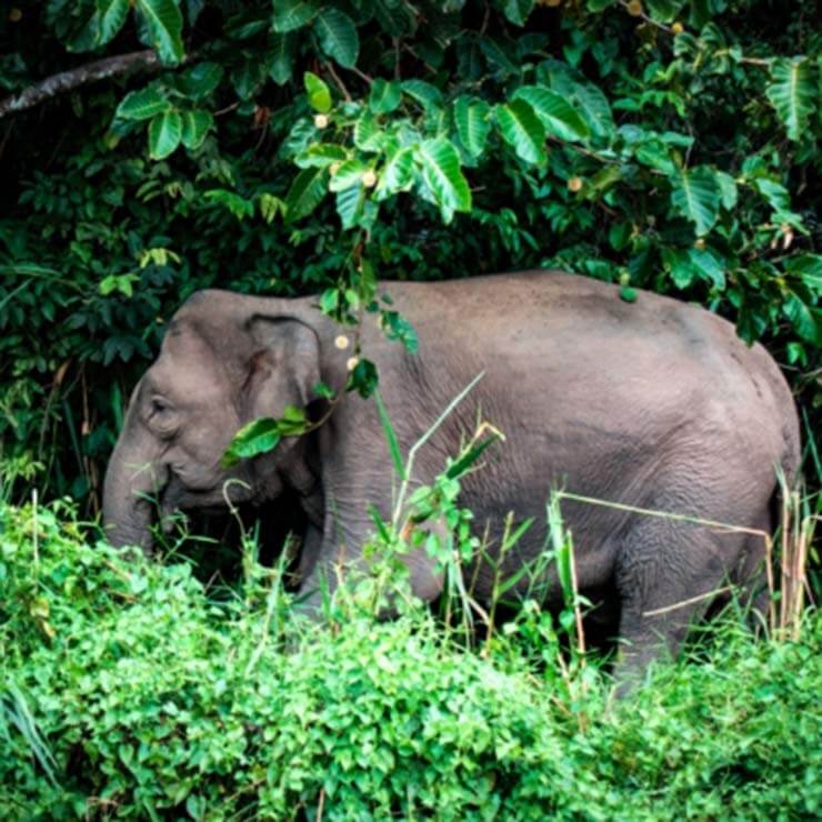 An elephant in the midst of the trees in Borneo.