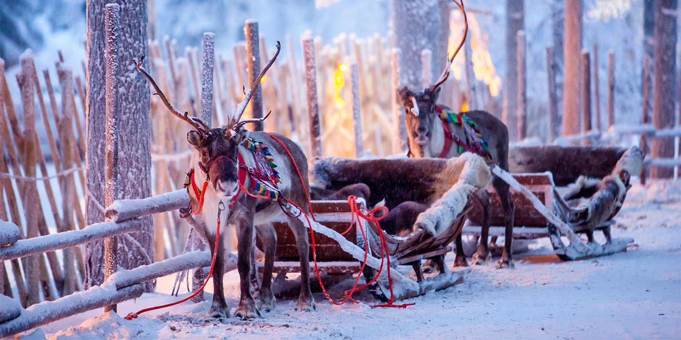 Two reindeer pulling a sleigh in Lapland, creating a magical christmas holiday for families that visit.