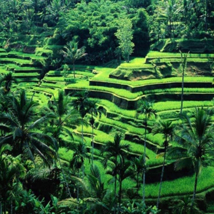The lush green rice fields in Bali, layered in the iconic balinese view.