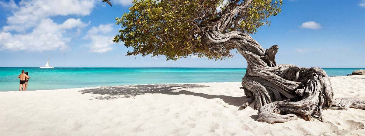 The beach-knarled bough of a tree on the white sands of the beach on holiday in Aruba.