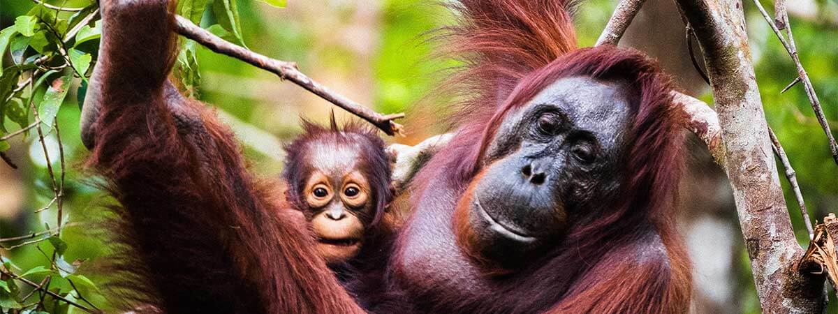An orangutan cradling her baby in the forest at the orangutan orphanage in borneo.