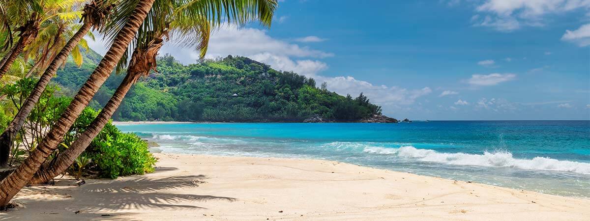 Palm trees hanging over the blue ocean on holiday in Jamaica.