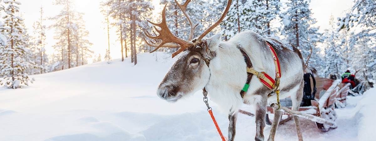A reindeer pulling a sleigh in the bright snowy tracks on holiday in lapland.