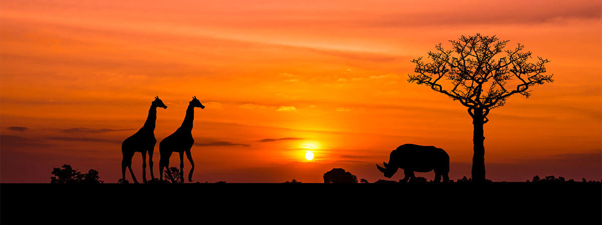 Gireaffes walking the plains of south africa as the orange sun sets behind them.