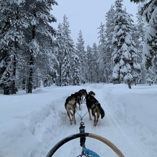 Husky sledge rides in the snow in lapland.