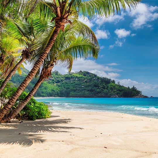 Exotic palm trees over a whie sand beach in Jamaica, with a mountain backdrop and blue ocean.