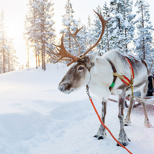 A reindeer pulling a sleigh in the family holiday destination of Lapland in Finland.