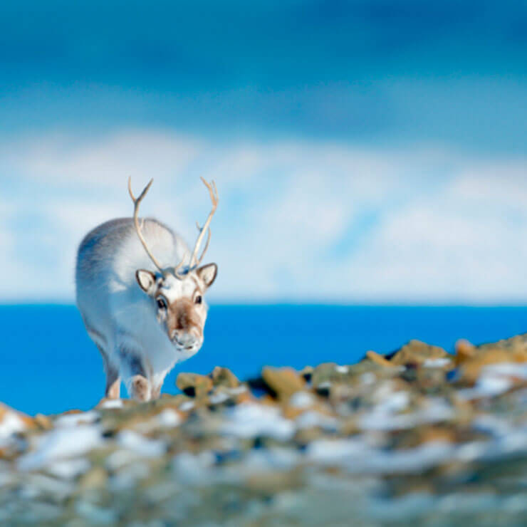 An arctic moose walking over snowy rocks in lapland.