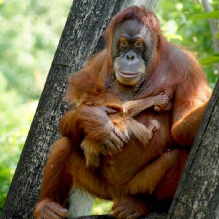 An oragnutan leaning against a tree in malaysia.