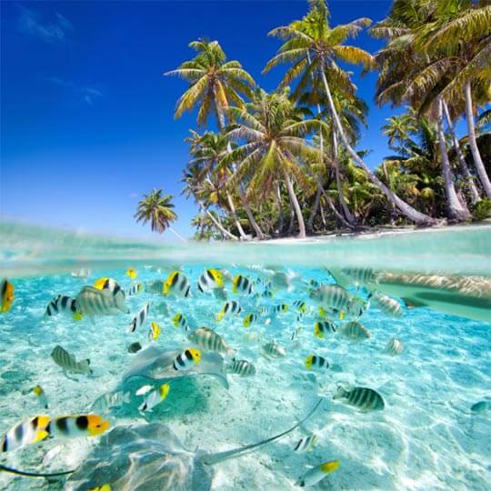 Tropical fish in the clear waters of the Maldives.