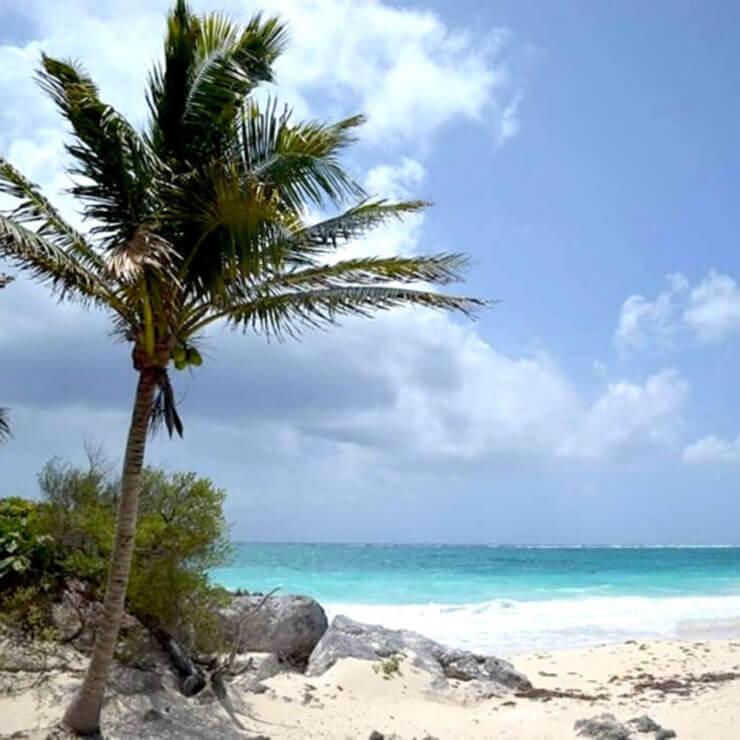 White sands and blue sea in Mexico, with a palm tree overlooking the ocean.