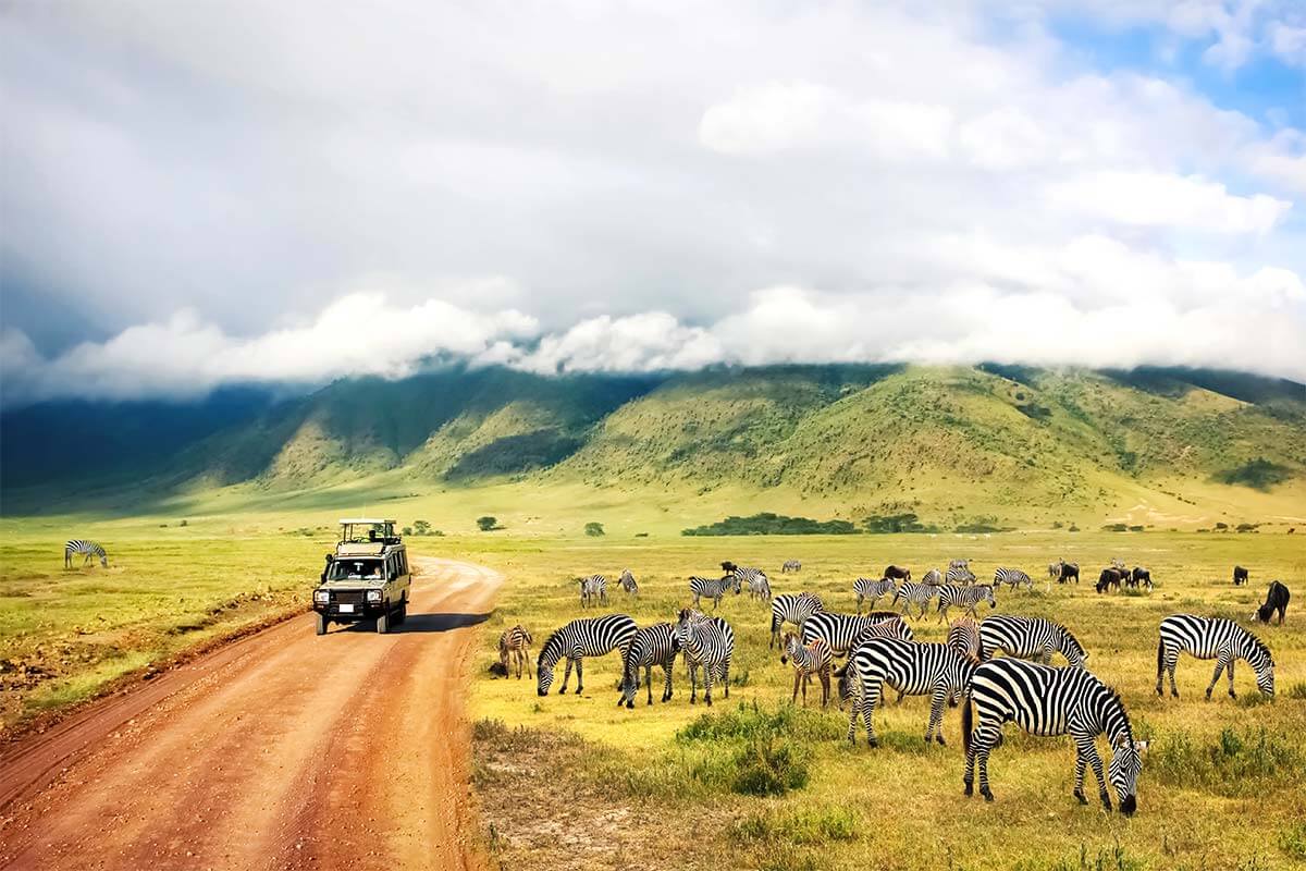 Zebras grazing by the mountains in south africa as a safari group on holiday drives past.