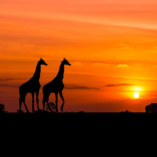 Two giraffes walking in front of a stunning orange african sunset.