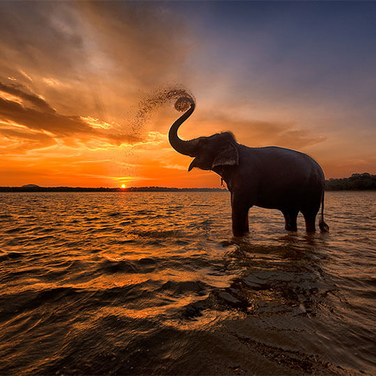 An elephant silhouetted against a beautiful sunset in Sri Lanka.