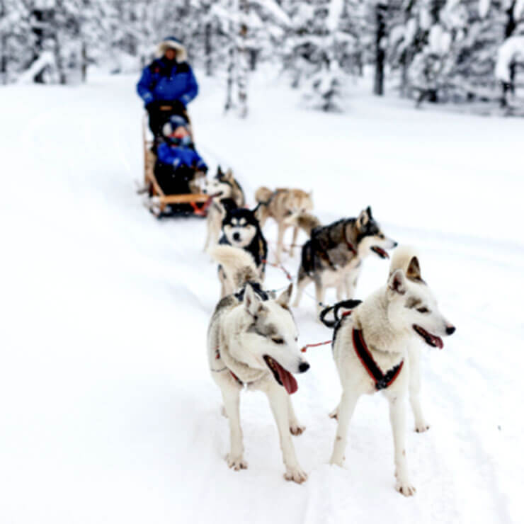 Husky sledging on a winter holiday in lapland through the icy land.