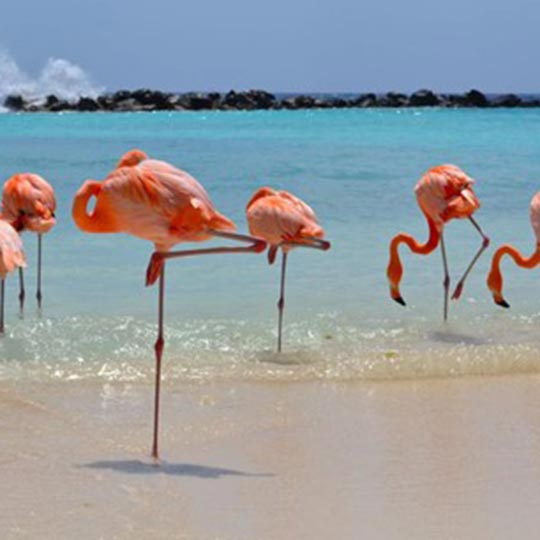 Pink flamingoes in the beautiful sands of the water.