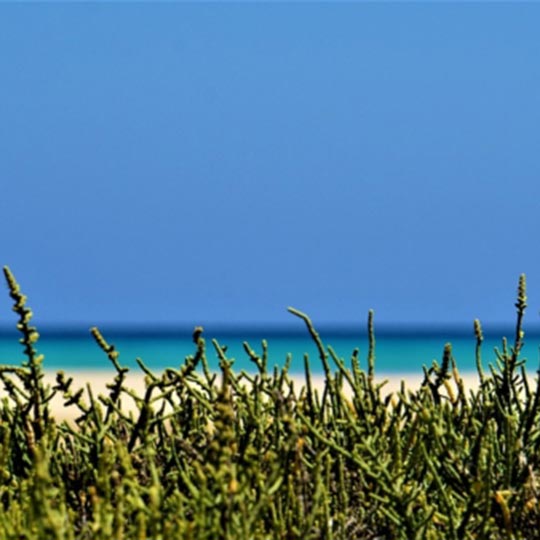 The peaceful view of the ocean in fuerteventura.