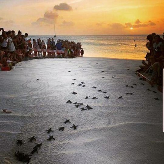 On the beach in Aruba, with the sun setting over the water.