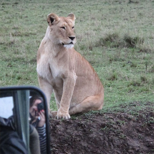 A lion sat just outside the safari jeep on holiday in kenya.