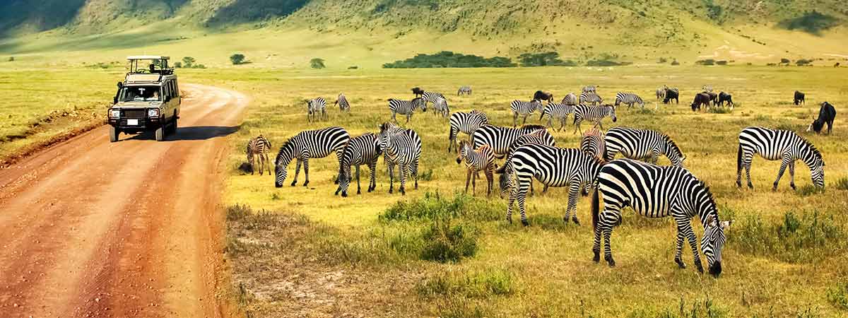 Enjoying a safari on holiday in kenyan, watching the animals for the tour jeep.