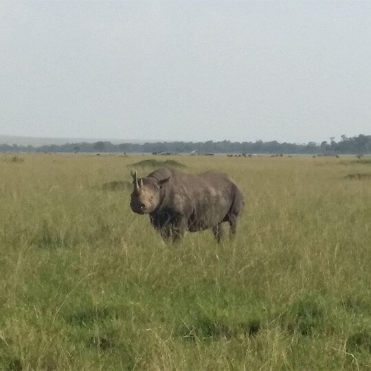 Watching a rhino in the grass on safari in kenya.