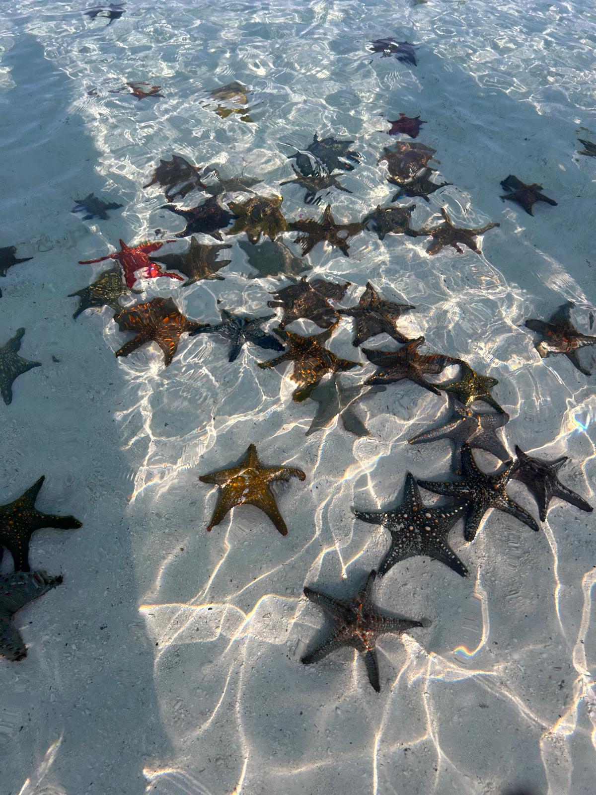 Colourful starfish on sandy ocean floor visible through crystal-clear tropical waters