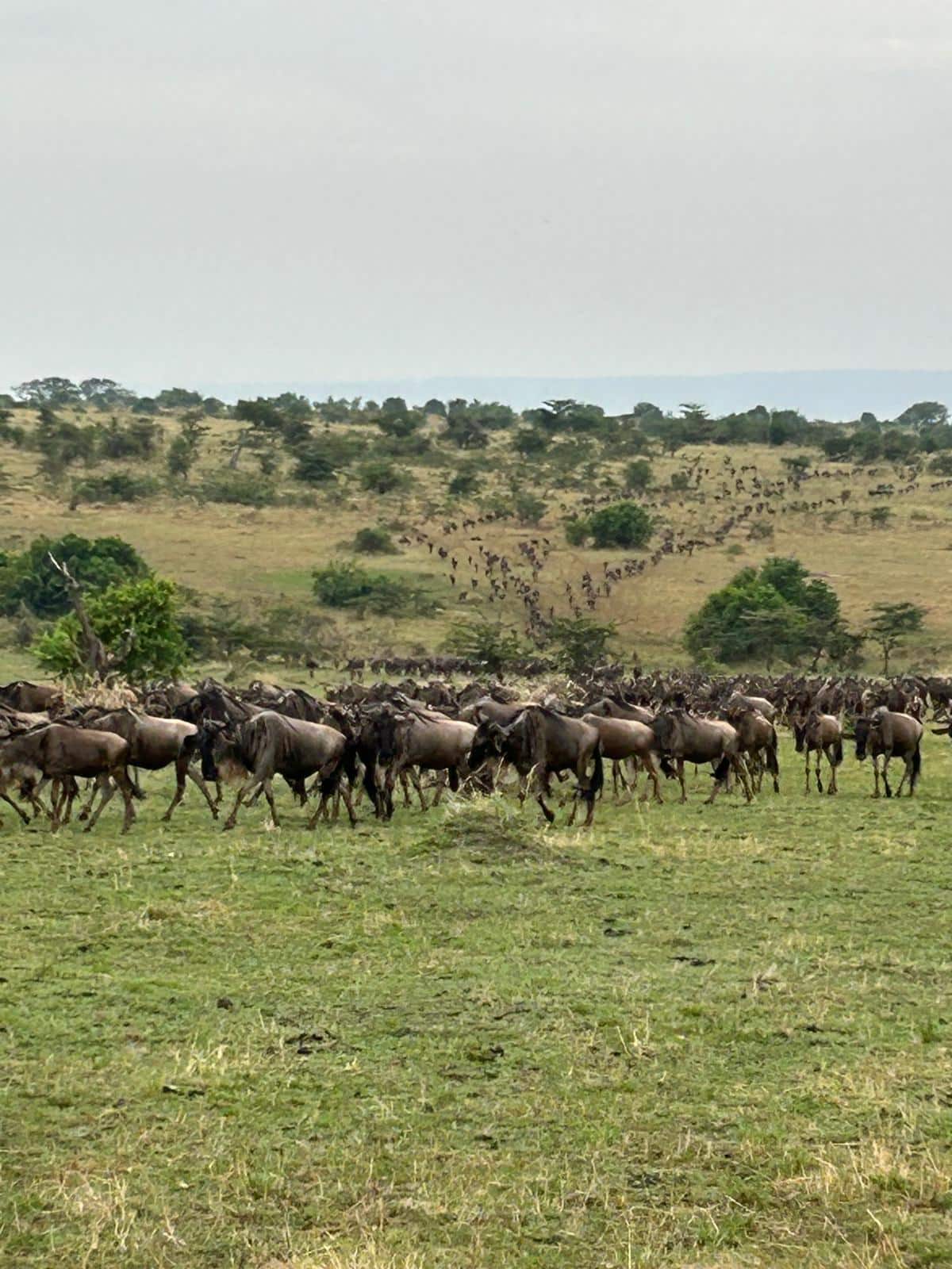 Large herd of wildebeest migrating across African savanna