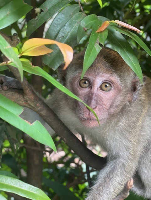 Curious young macaque monkey peering through green leaves, close-up portrait showing expressive eyes and face