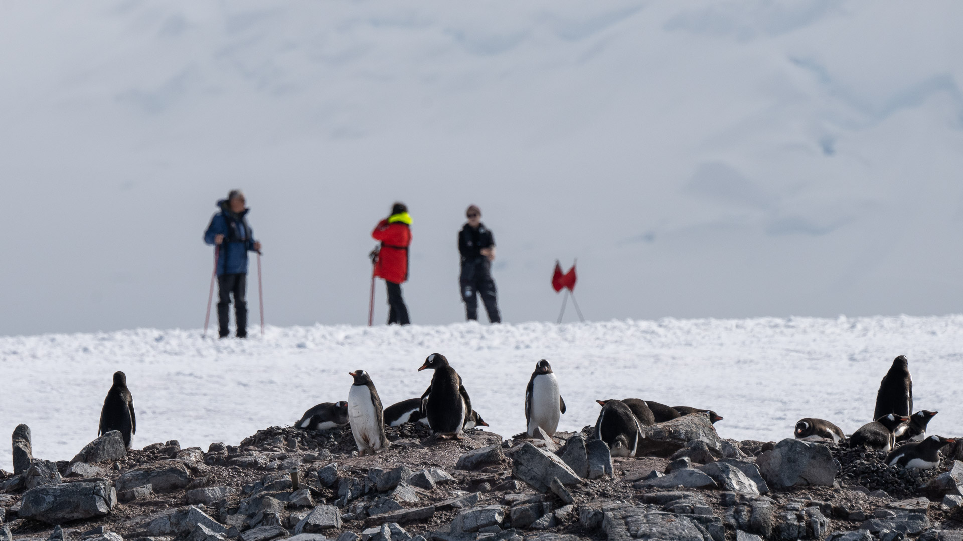 Gentoo penguins and expedition cruise passengers in Antarctica with snowshoes