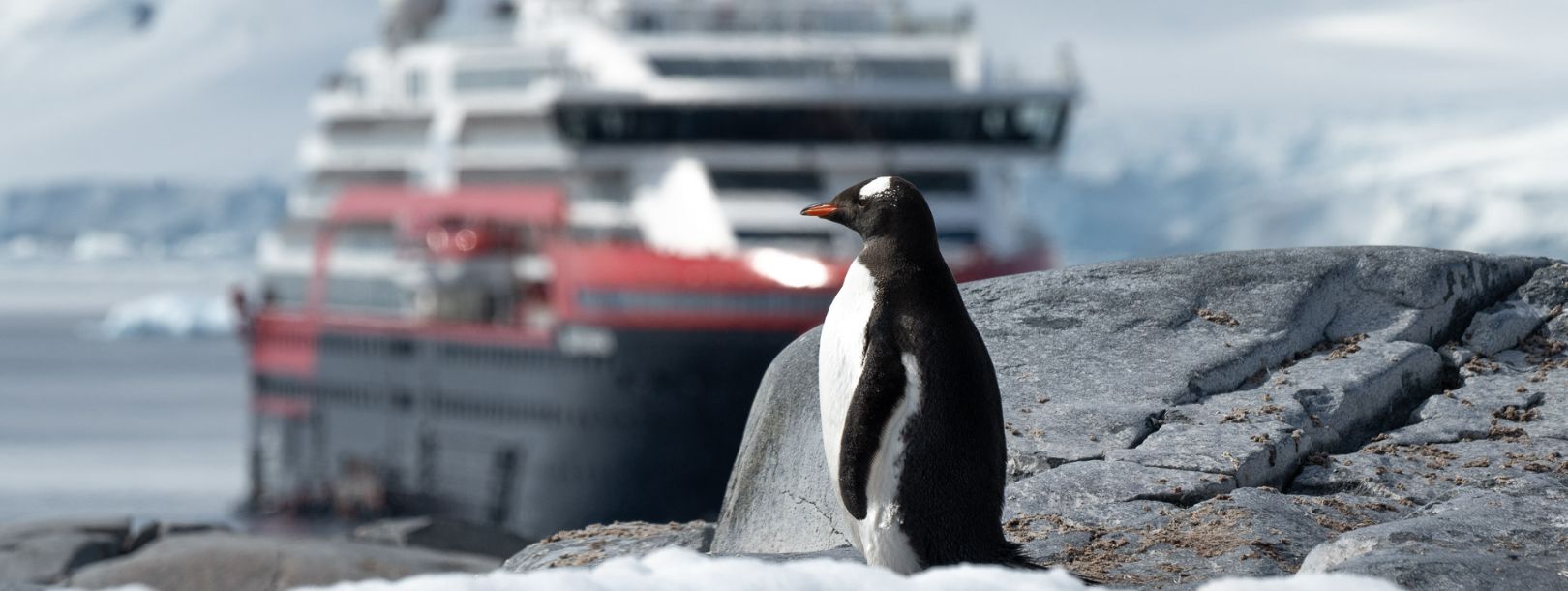 Gentoo penguin standing on rocky Antarctic shoreline with expedition cruise ship in background
