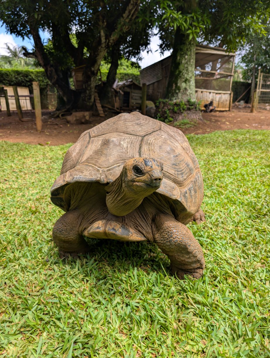 Giant tortoise on green grass in Mauritius with natural sanctuary habitat in background.