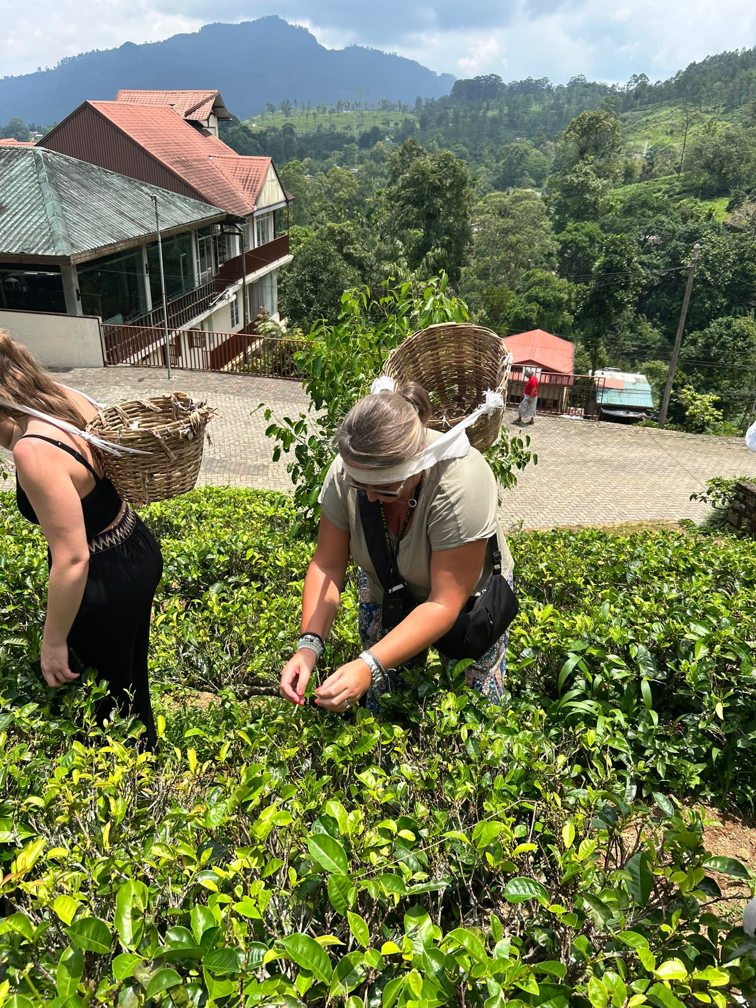 Woman picking tea leaves with wicker basket in Sri Lankan tea plantation with mountains in background