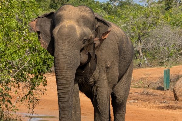 Asian elephant standing in natural habitat surrounded by green vegetation and trees