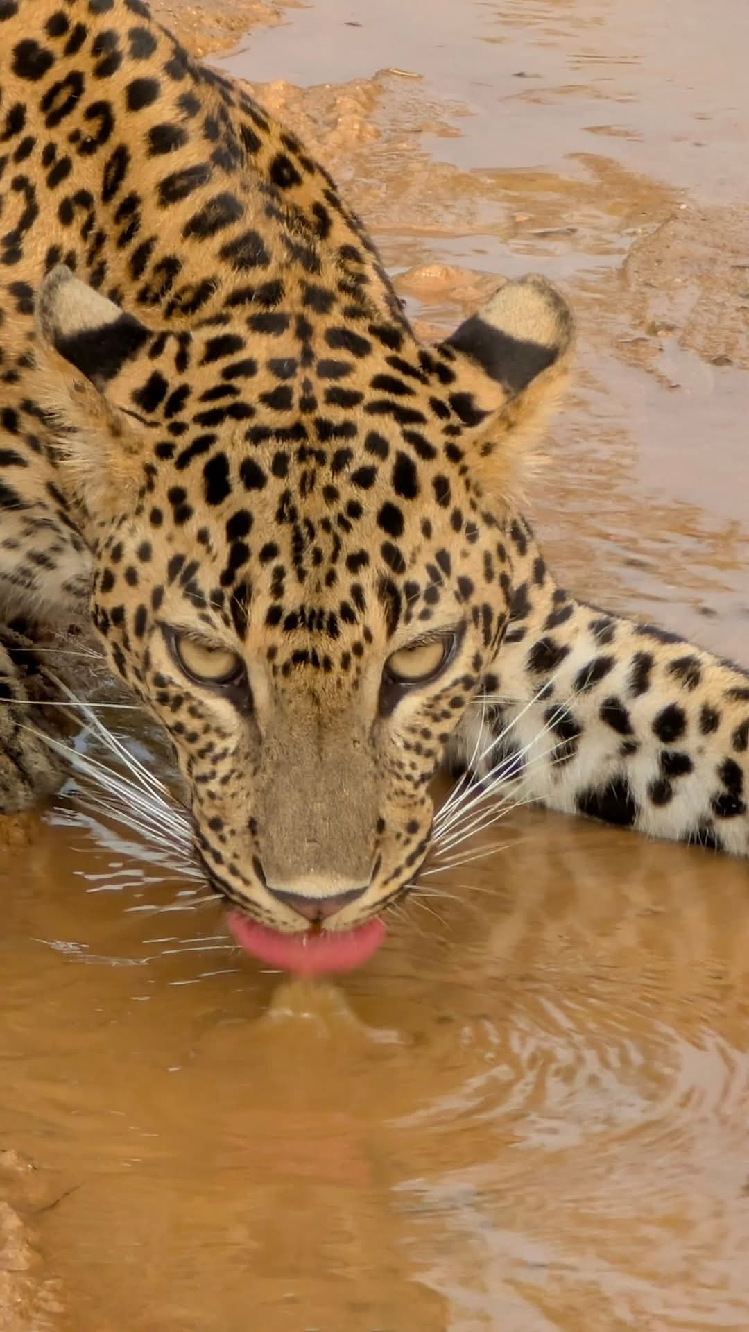 Close-up of leopard drinking water showing spotted coat pattern and pink tongue
