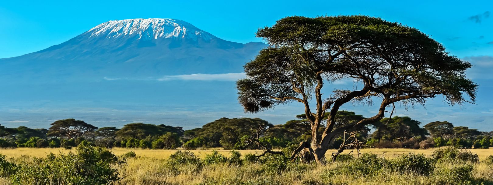 Acacia tree on the Kenyan savanna with snow-capped Mount Kilimanjaro in the background