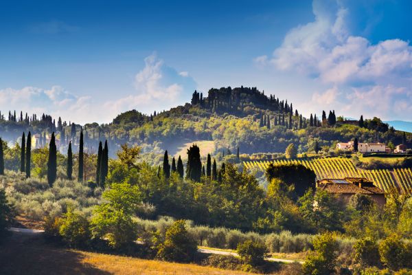 Rolling Tuscan hills with cypress trees, olive groves and vineyards under a bright summer sky